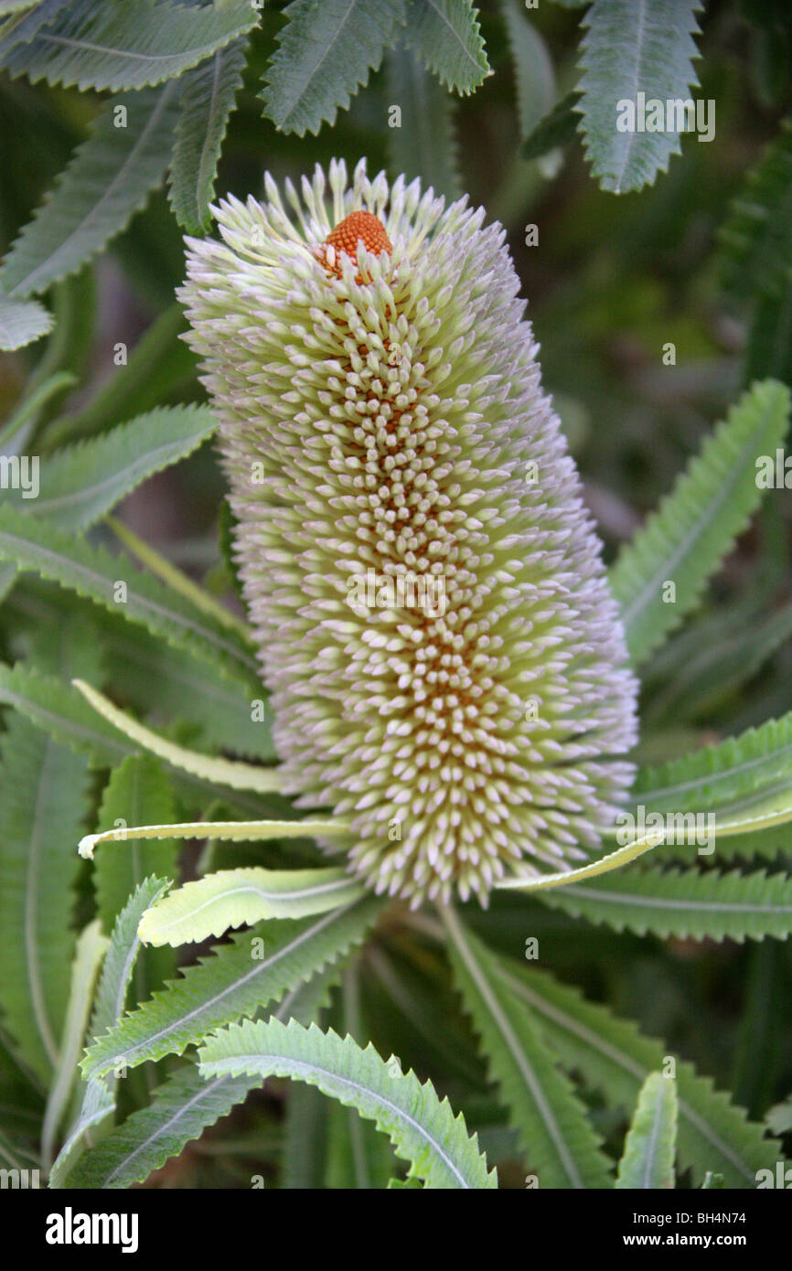 Old Man Banksia Banksia, a vu, en dent de scie ou Rouge Banksia Banksia serrata, chèvrefeuille, Proteaceae, sud-est de l'Australie, la Tasmanie Banque D'Images