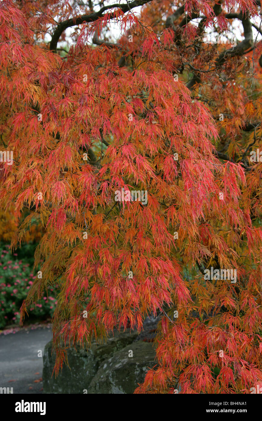 Japanese Maple, Acer palmatum 'Dissectum atropurpureum', Aceraceae. Originaire de Corée, Chine et Japon. Aka Green érable japonais. Banque D'Images