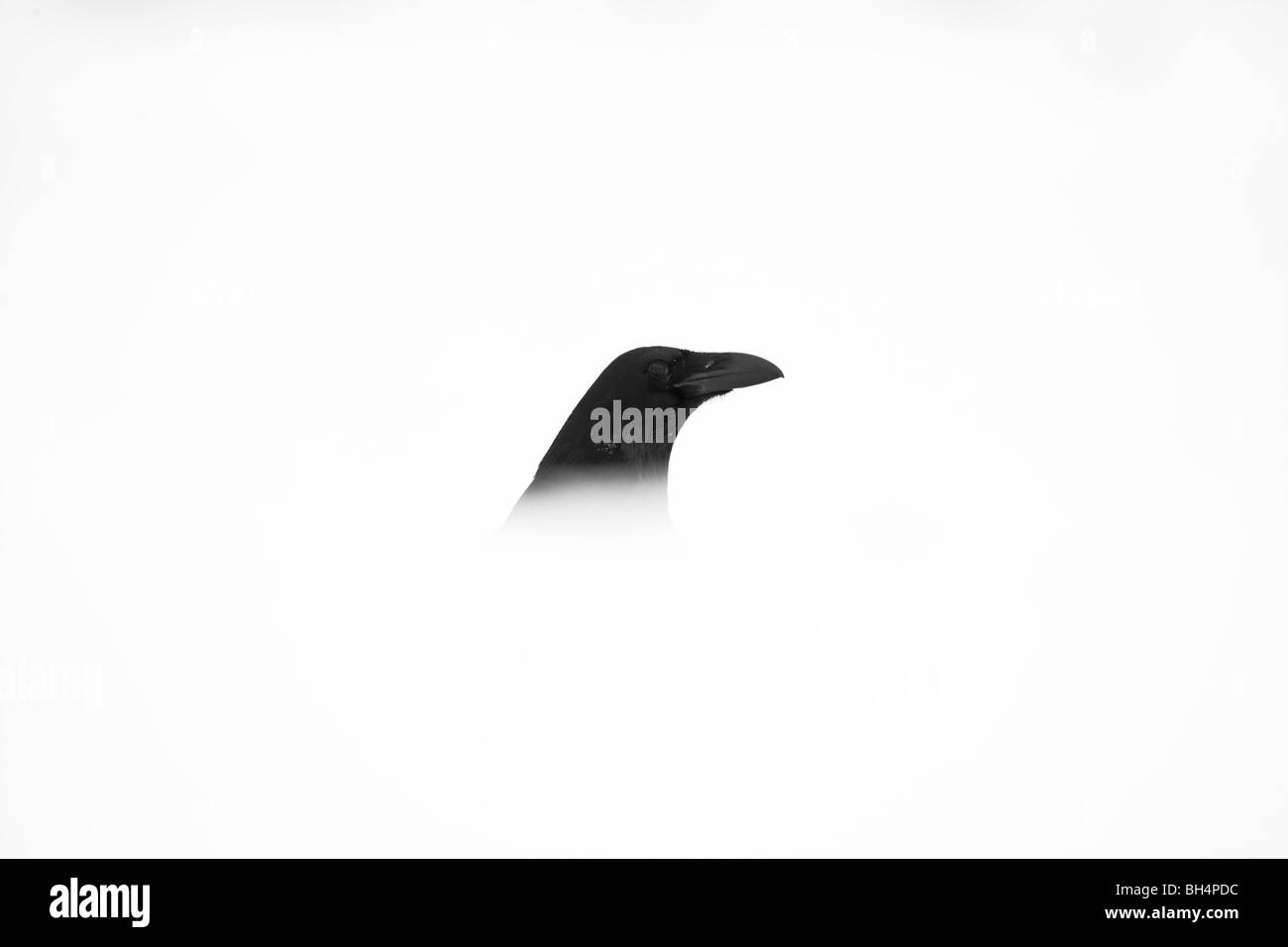 Portrait d'un corbeau Banque D'Images