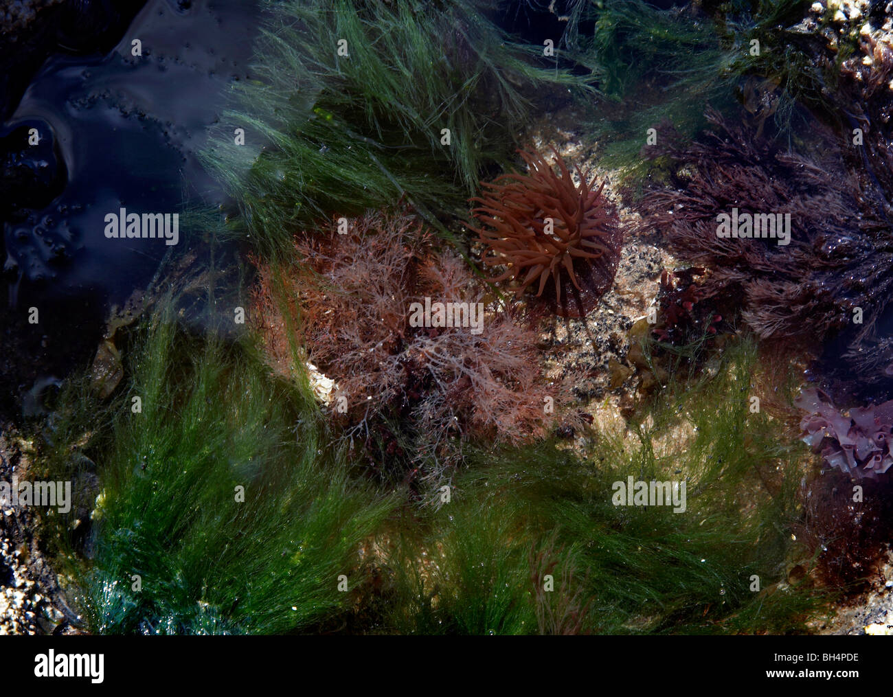 Beadlet anemone dans rockpool sur l'île de Skye. Banque D'Images