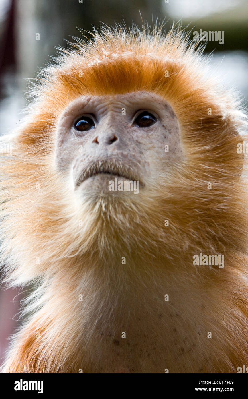 Javan Leaf Monkey - Trachypithecus auratus auratus Banque D'Images