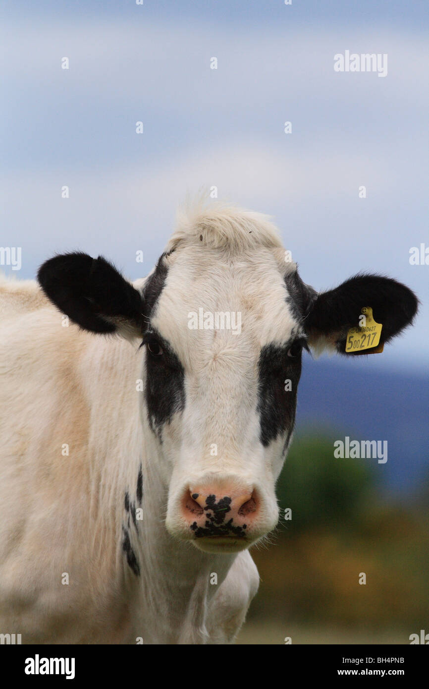 La vache de race Frisonne dans le champ à Dornoch Firth. Banque D'Images