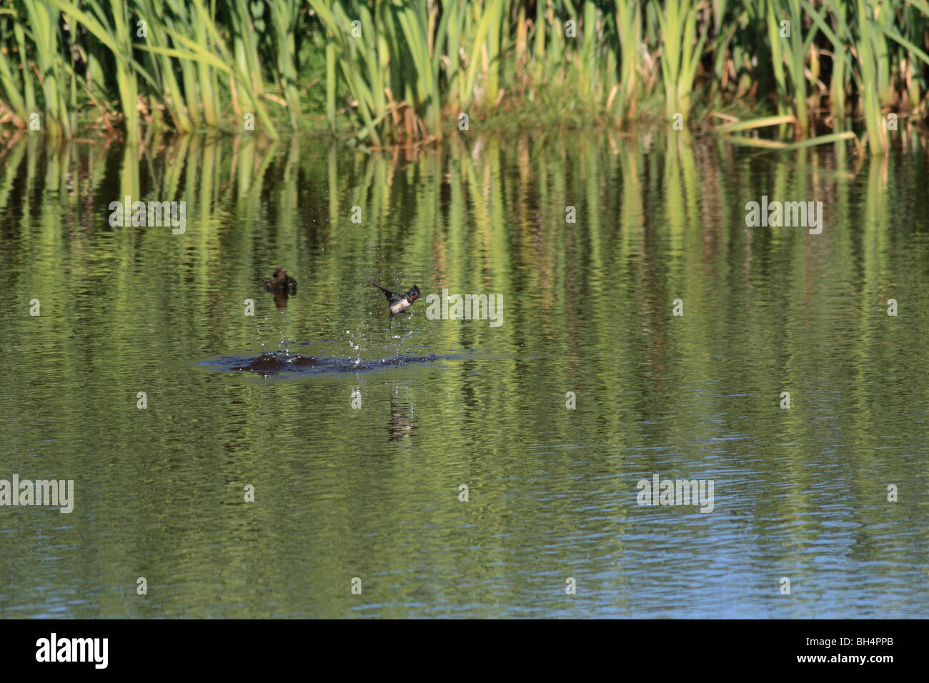 Swallow (Hirundo rustica) attraper des insectes sur la surface de l'étang. Banque D'Images