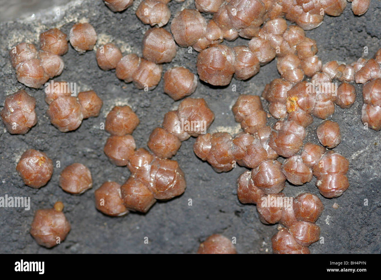 Campylite, une forme de l'arséniate de plomb, métal mimetite Banque D'Images