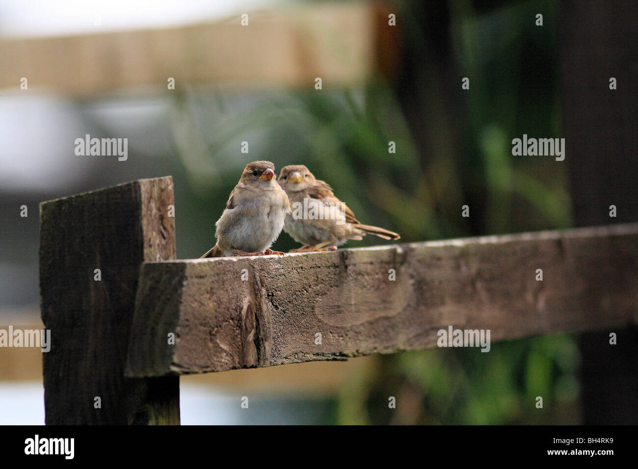 Paire de jeunes moineaux domestiques (Passer domesticus) sur une clôture à Ballachulish. Banque D'Images