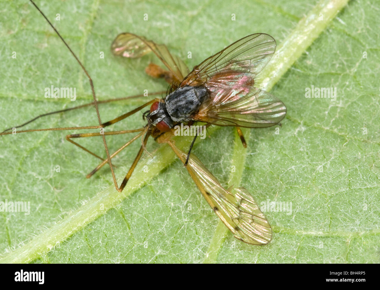 Close-up d'une mouche parasite (espèce inconnue) se nourrissent d'une grue-fly en été. Banque D'Images