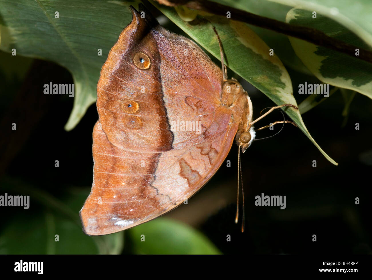 Close-up of a butterfly (Commodore) espèces precis en position de repos typique qui ressemble à une feuille morte. Banque D'Images