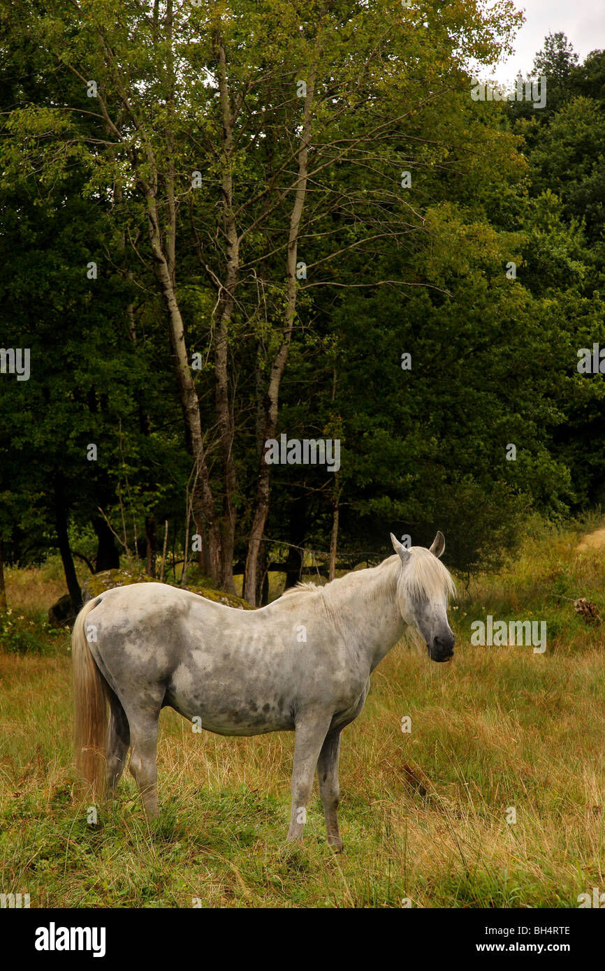 Un cheval gris dans un champ avec bois. Banque D'Images