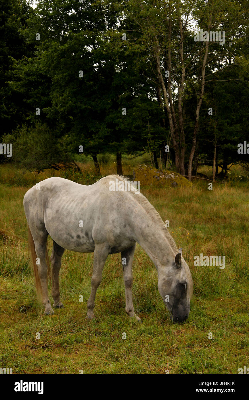Un cheval gris dans un champ avec bois. Banque D'Images