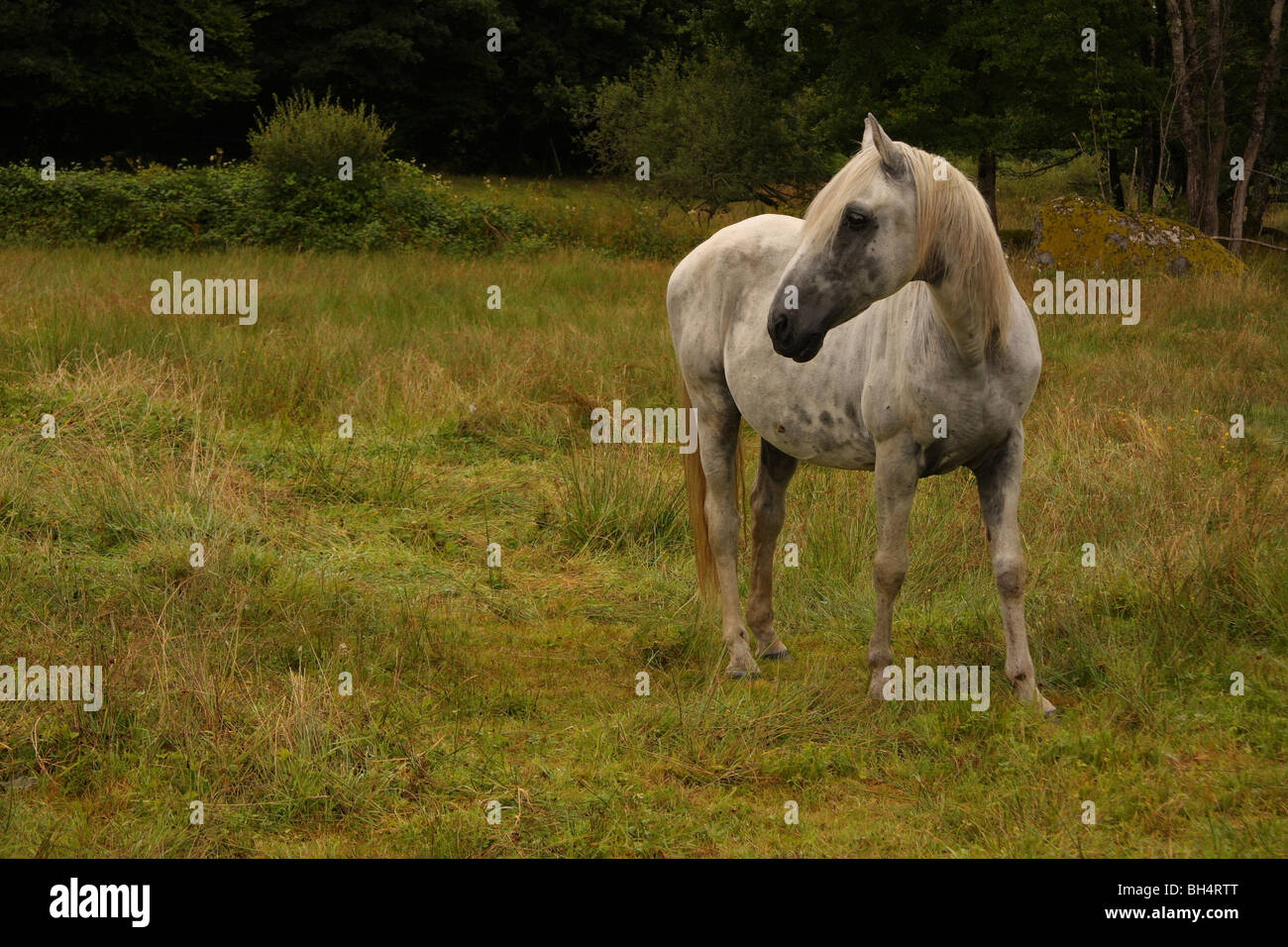 Un cheval gris dans un champ avec bois. Banque D'Images