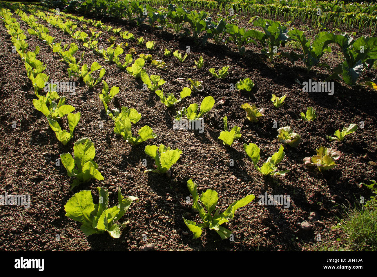 Plusieurs lignes rétroéclairé de jeunes pousses en croissance à un potager bien entretenu. Banque D'Images