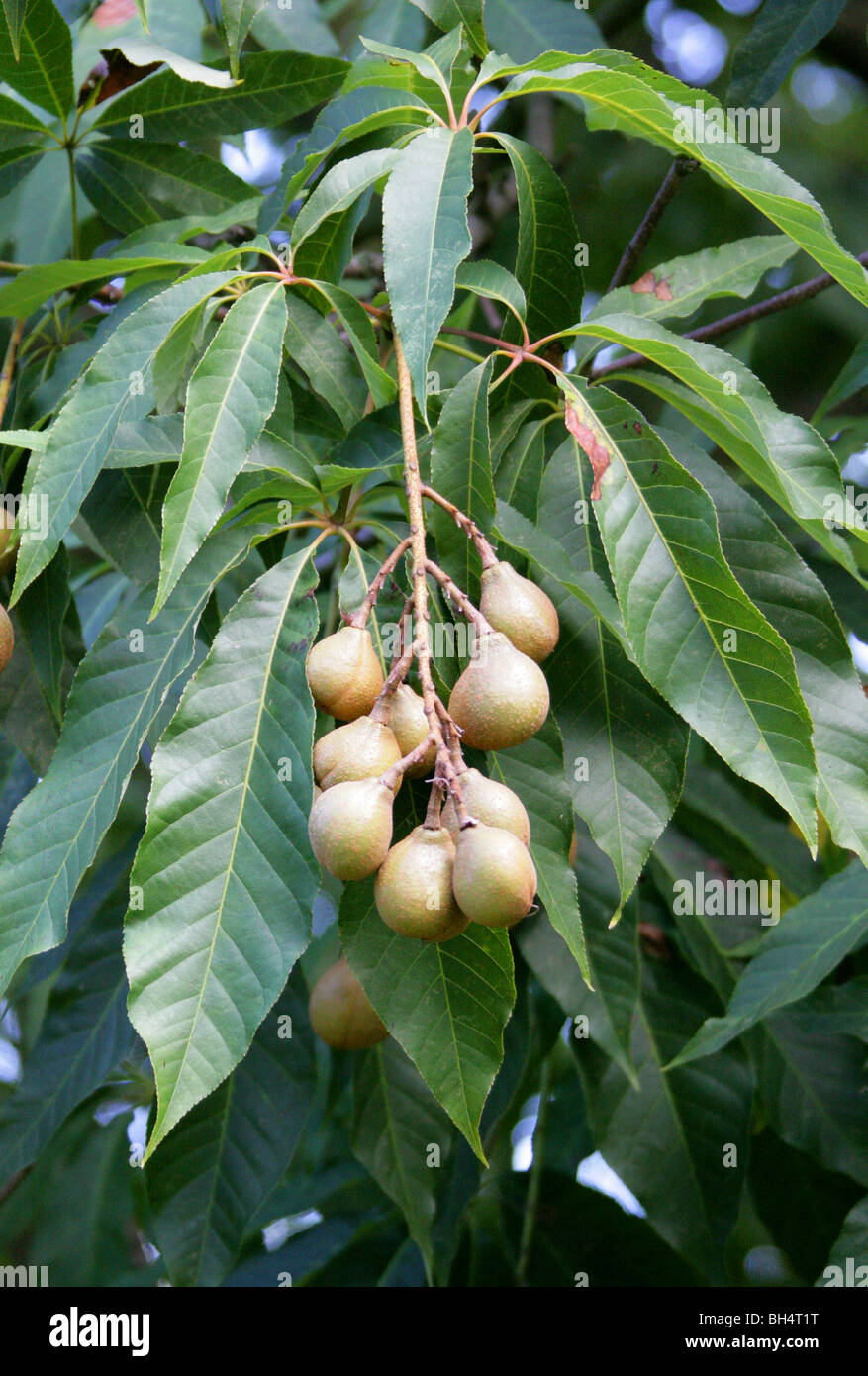 Le Marronnier d'Inde, Aesculus indica, Hippocastanaceae, Himalaya Banque D'Images