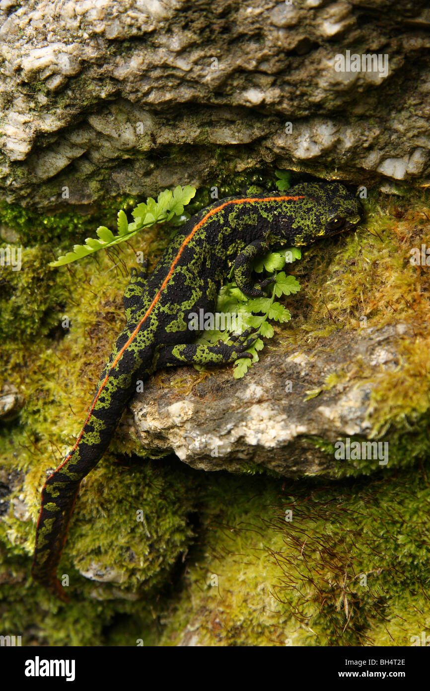 Marbré femelle newt (Triturus marmoratus) sur un vieux mur de pierre avec une petite fougère. Banque D'Images