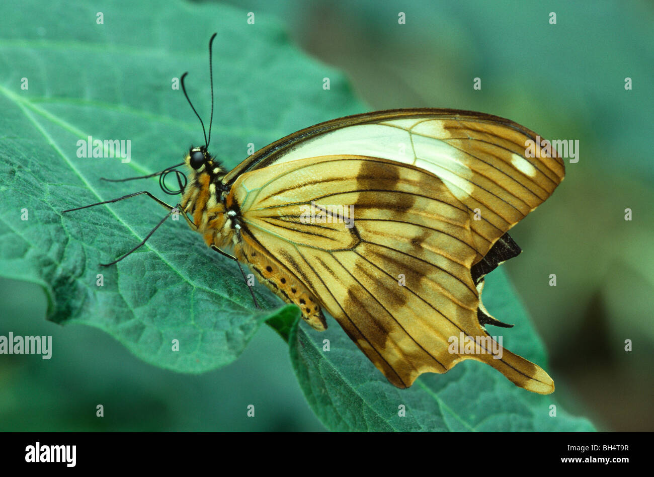 Close-up of a Mocker swallowtail Butterfly (Papilio dardanus) en appui avec les ailes repliées sur une feuille dans la London Butterfly House. Banque D'Images