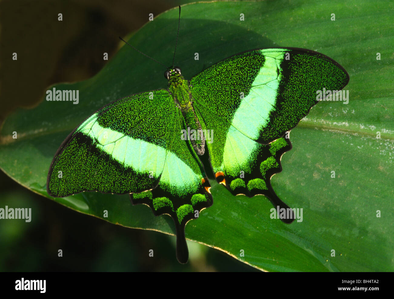 Close-up of a Green de prescription (papillon du machaon Papilio palinurus) reposant avec ailes ouvertes dans la Maison des Papillons de Londres. Banque D'Images