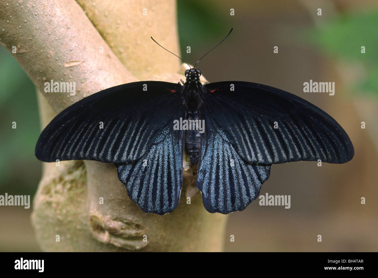 Homme grand mormon Papilio memnon (papillon)open wings Banque D'Images