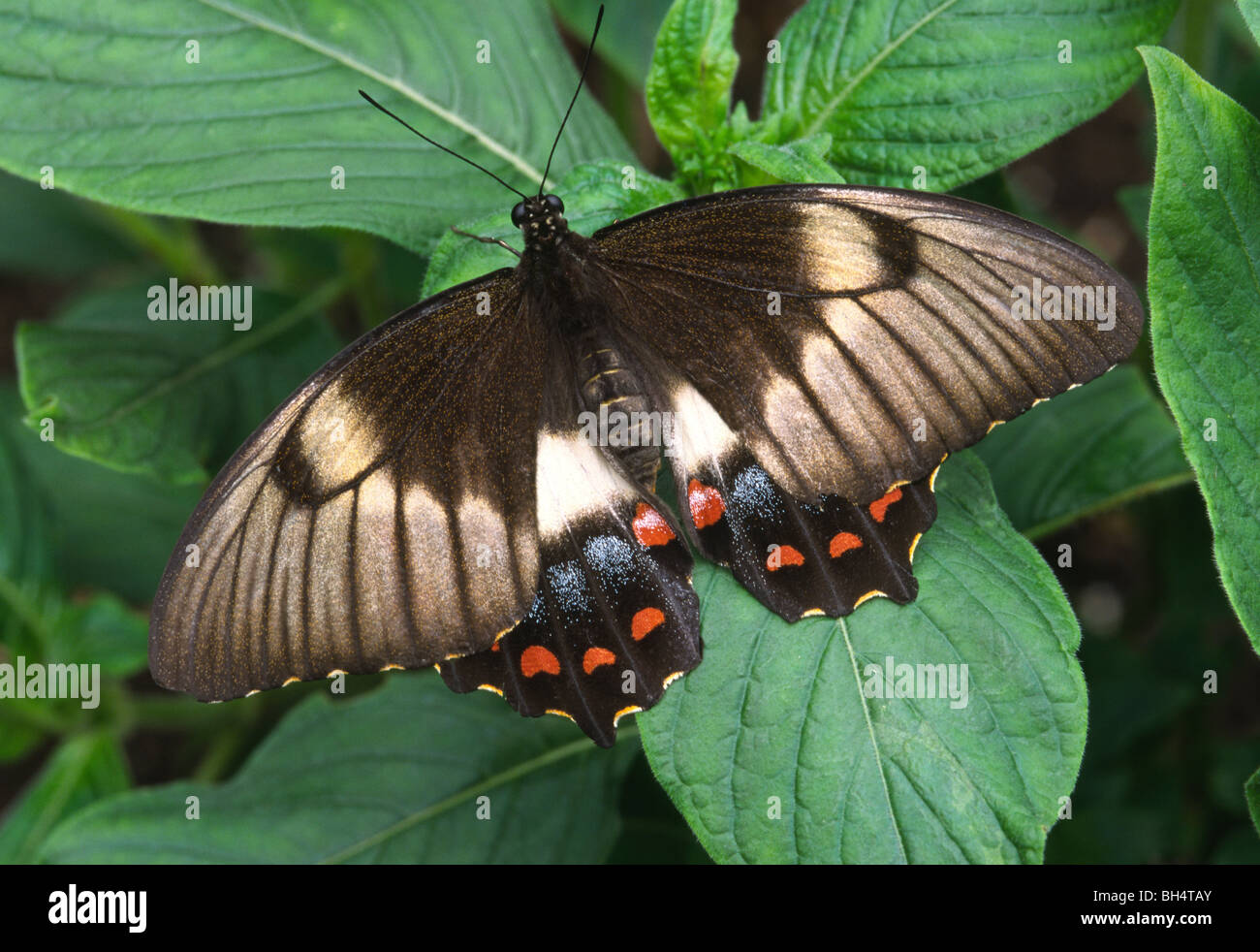 Close-up of a common mormon Papilio polytes (papillon) en appui avec les ailes ouvertes dans la Maison des Papillons de Londres. Banque D'Images