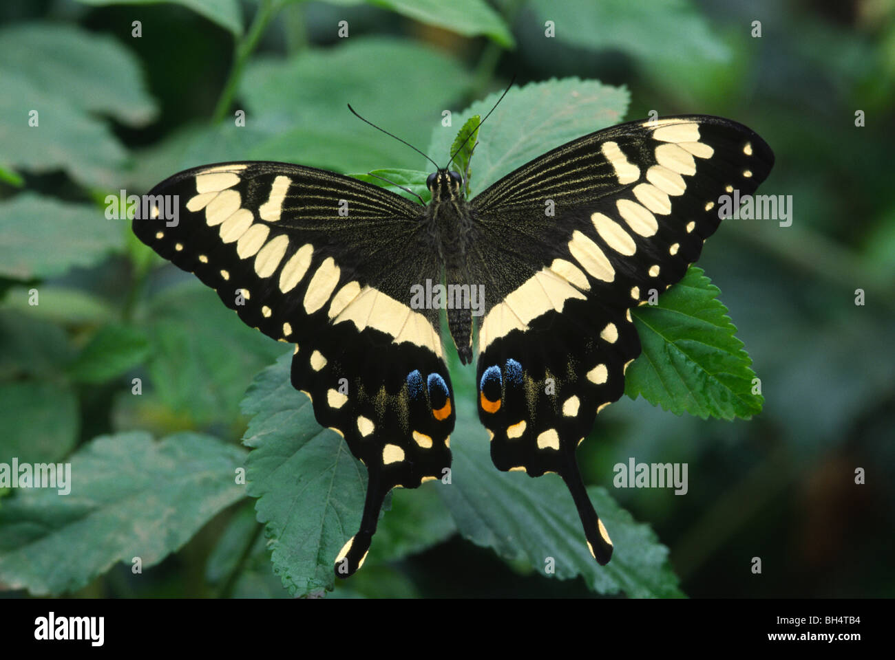 Close-up d'un chien orange butterfly Papilio cresphontes) (avec ailes ouvertes au soleil sur le feuillage dans la Maison des Papillons de Londres. Banque D'Images