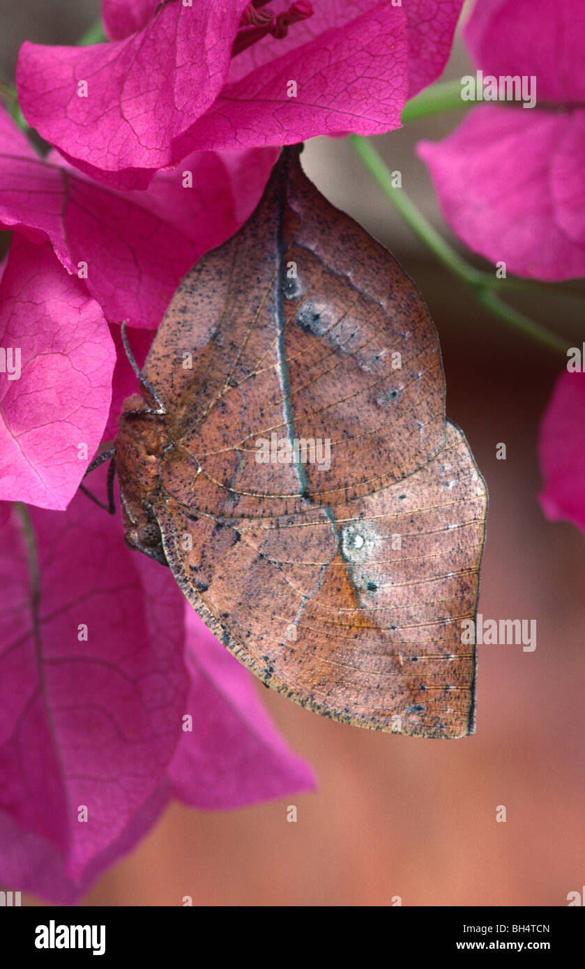 Feuille d'Indien (papillon Kallima inachus) pendaison feuille morte Banque D'Images