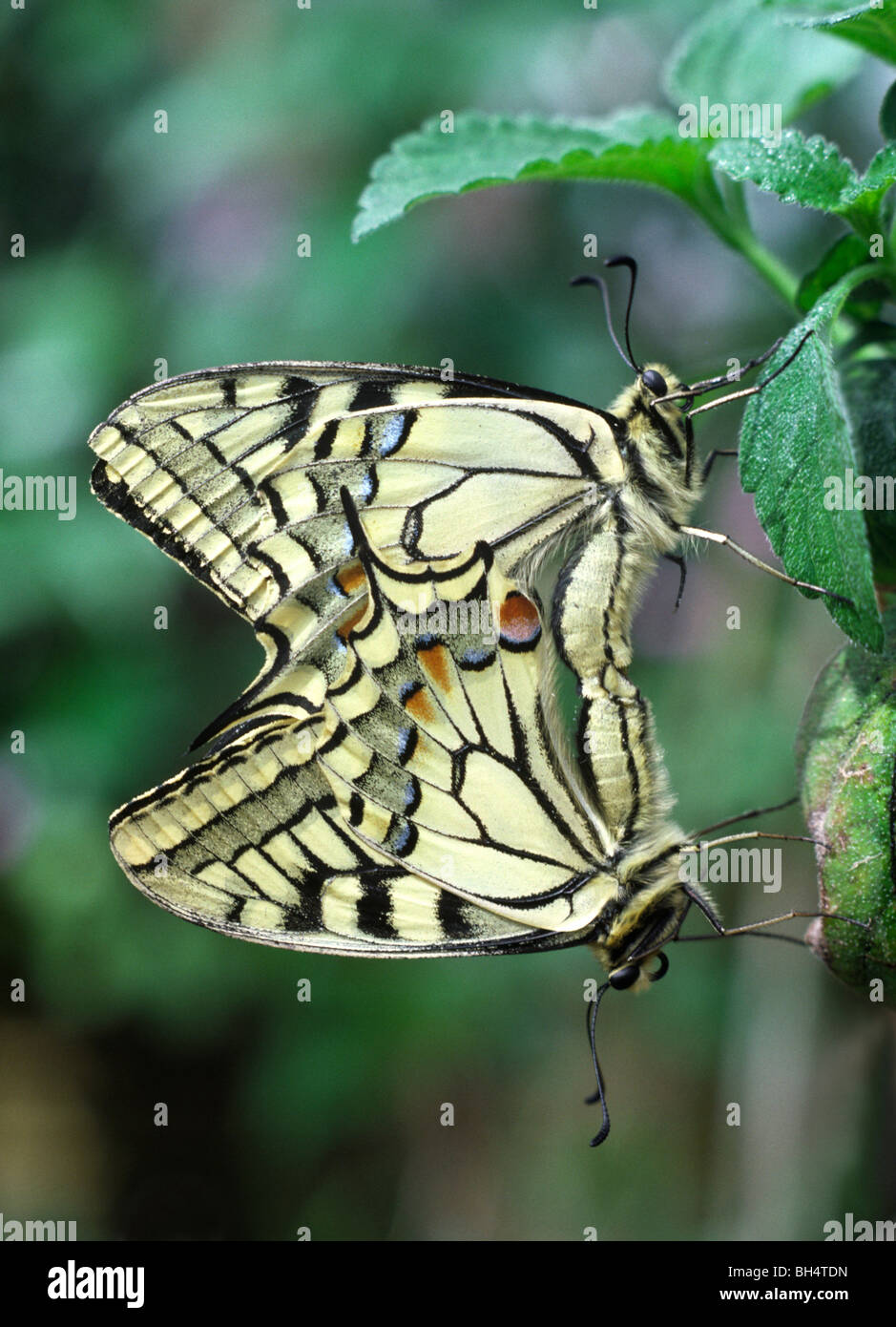 Close-up d'une paire d'accouplement de la chaux papillons machaons (Papilio demoleus) à long Sutton Butterfly House. Banque D'Images