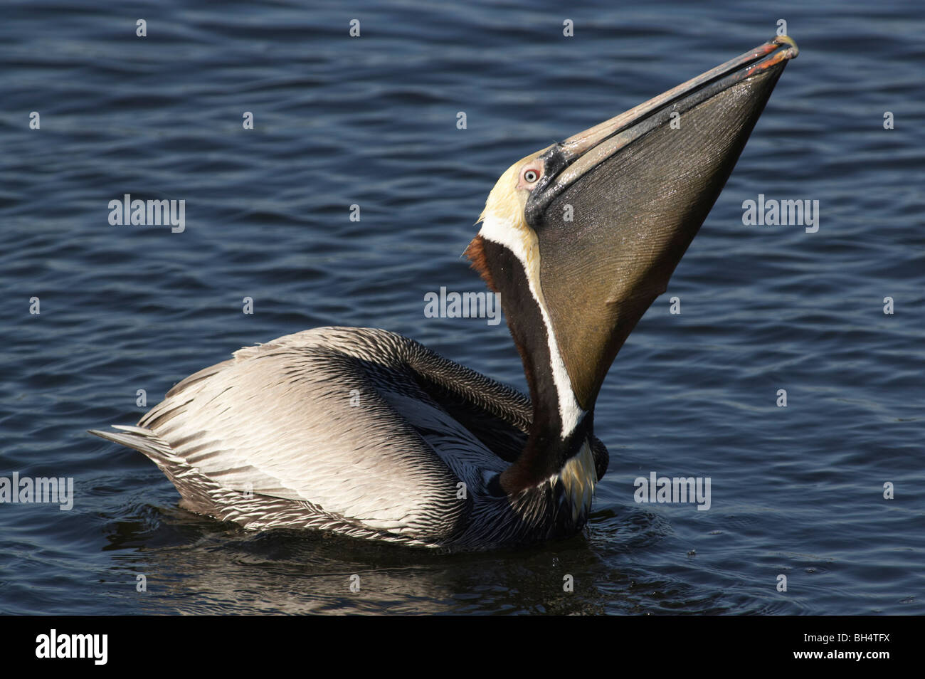 Pélican brun (Pelecanus occidentalis) avaler prises à J. N. Ding Darling National Wildlife Refuge, Sanibel, Florida, USA Banque D'Images