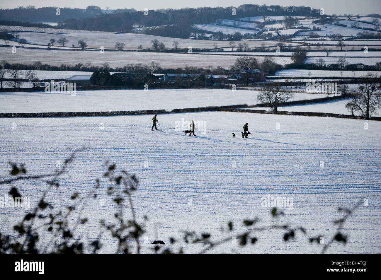 Pheasant shoot. Peu de Dalby Estate. Leicestershire. United Kingdom. Banque D'Images