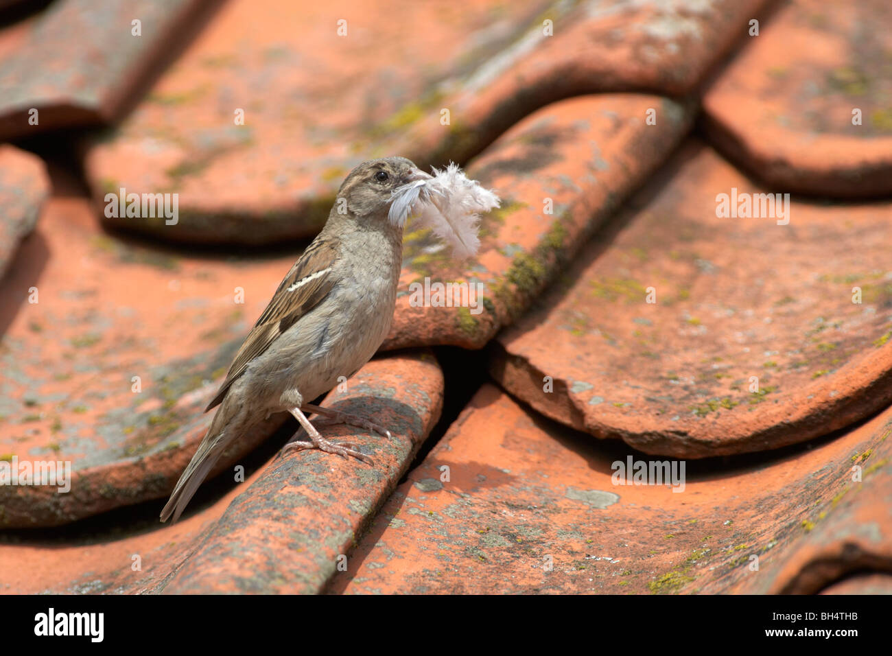 Femelle moineau domestique (Passer domesticus) avec plumes pour nicher sur des tuiles à Pensthorpe. Banque D'Images