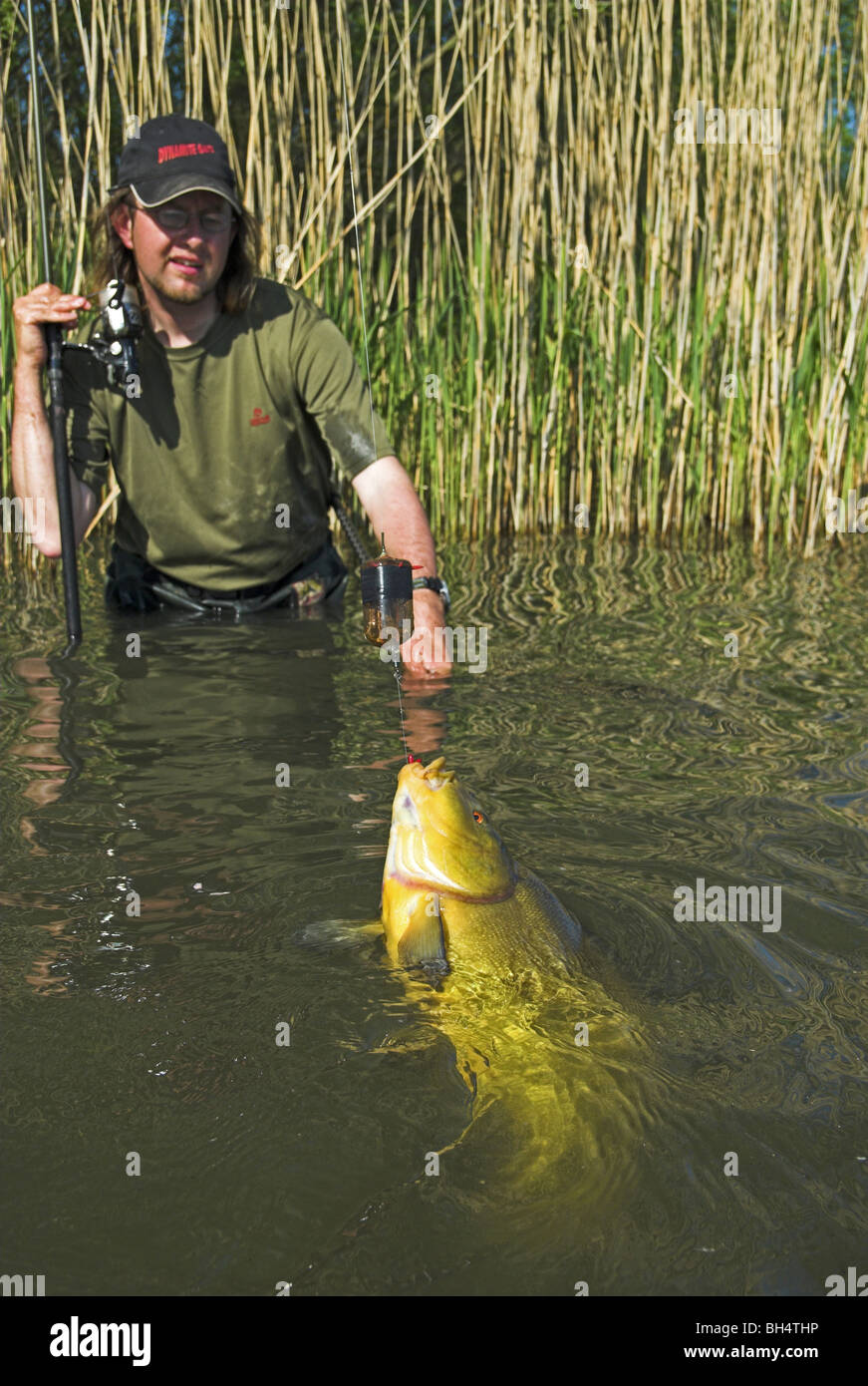 Tanche Banque d'image et photos - Alamy