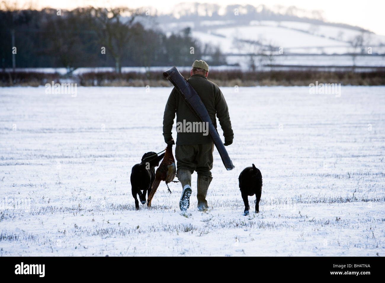 Avec des armes à feu au cours des Labrador noir shoot faisan. Peu de Dalby Estate. Leicestershire. United Kingdom. Banque D'Images