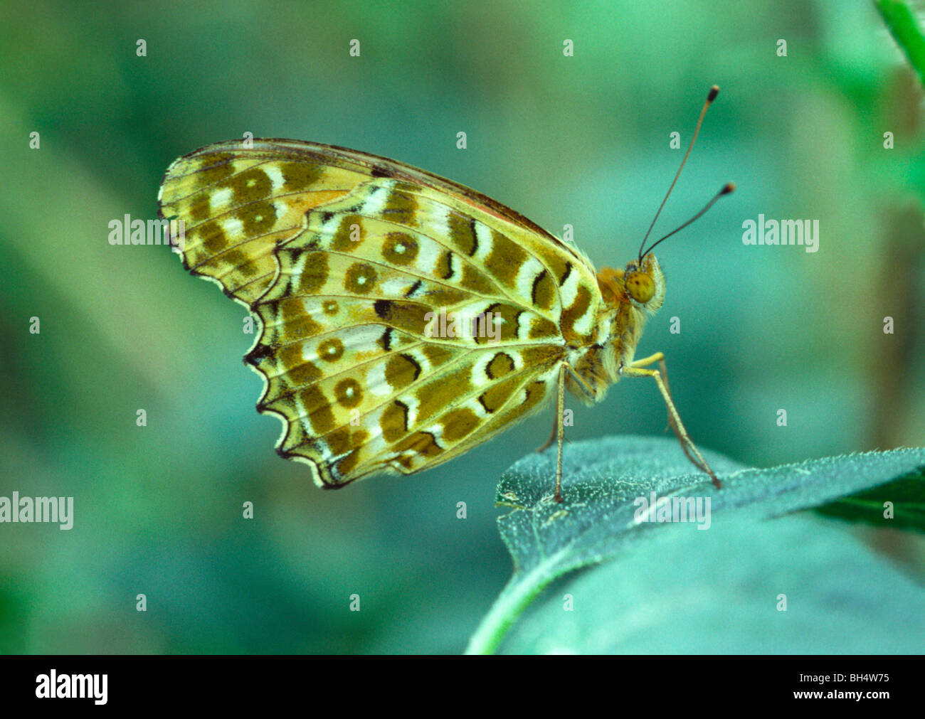 Asiatique géant fritillary butterfly (Argyreus hyperbius) Feuille d'ailes repliées au repos Banque D'Images