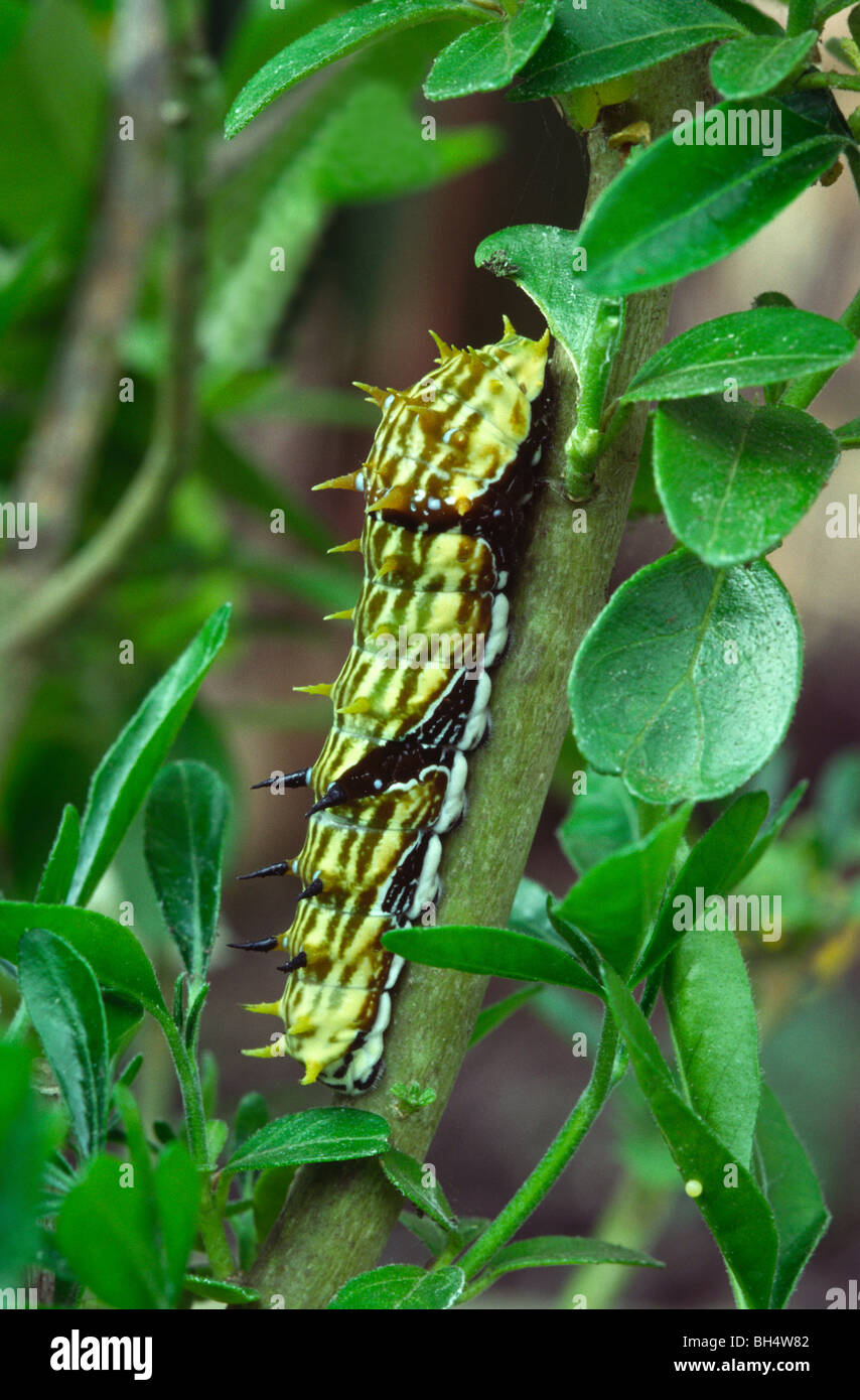 Verger swallowtail Butterfly (Papilio aegeus) Développement avancé Banque D'Images
