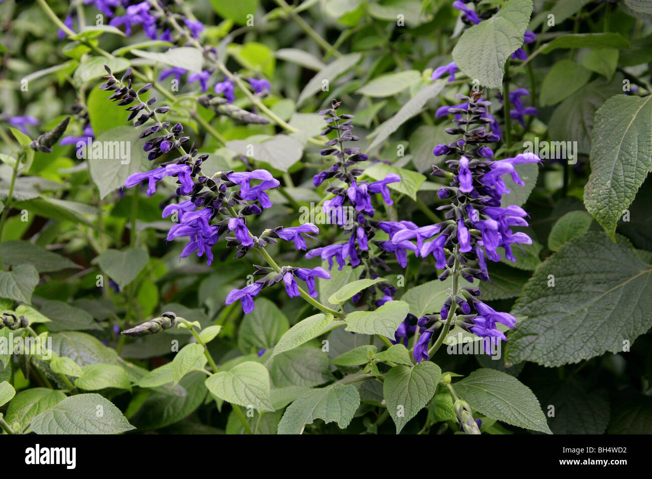 Sage Aux Anis Bleus Aka Sage Brésilien, Sage Aux Colibris, Sage Aux Anis Ou Sage Bleu Géant, Salvia Guaranitica 'Noir Et Bleu'. Amérique Du Sud. Banque D'Images