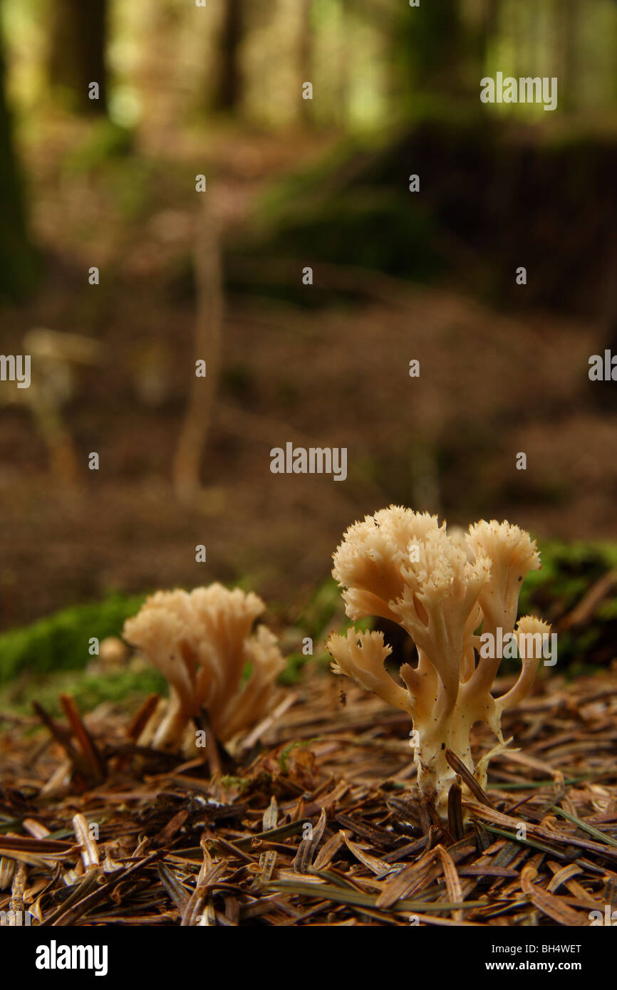 Une colonie de corail blanc champignon (Clavulina cristata) entre les aiguilles de pin sur le sol forestier. Banque D'Images