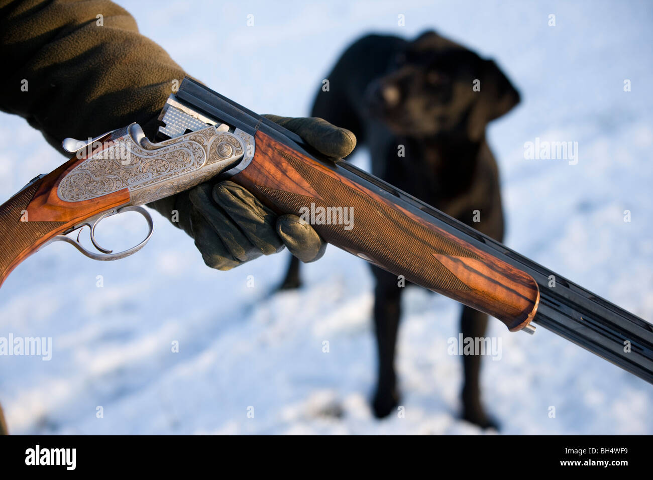 Détail de fusil fabriqué par Chellis & Sons utilisés au faisan tirer. Labrador noir en arrière-plan. Peu de Dalby Estate. Leicestershire. United Kingdom. Banque D'Images