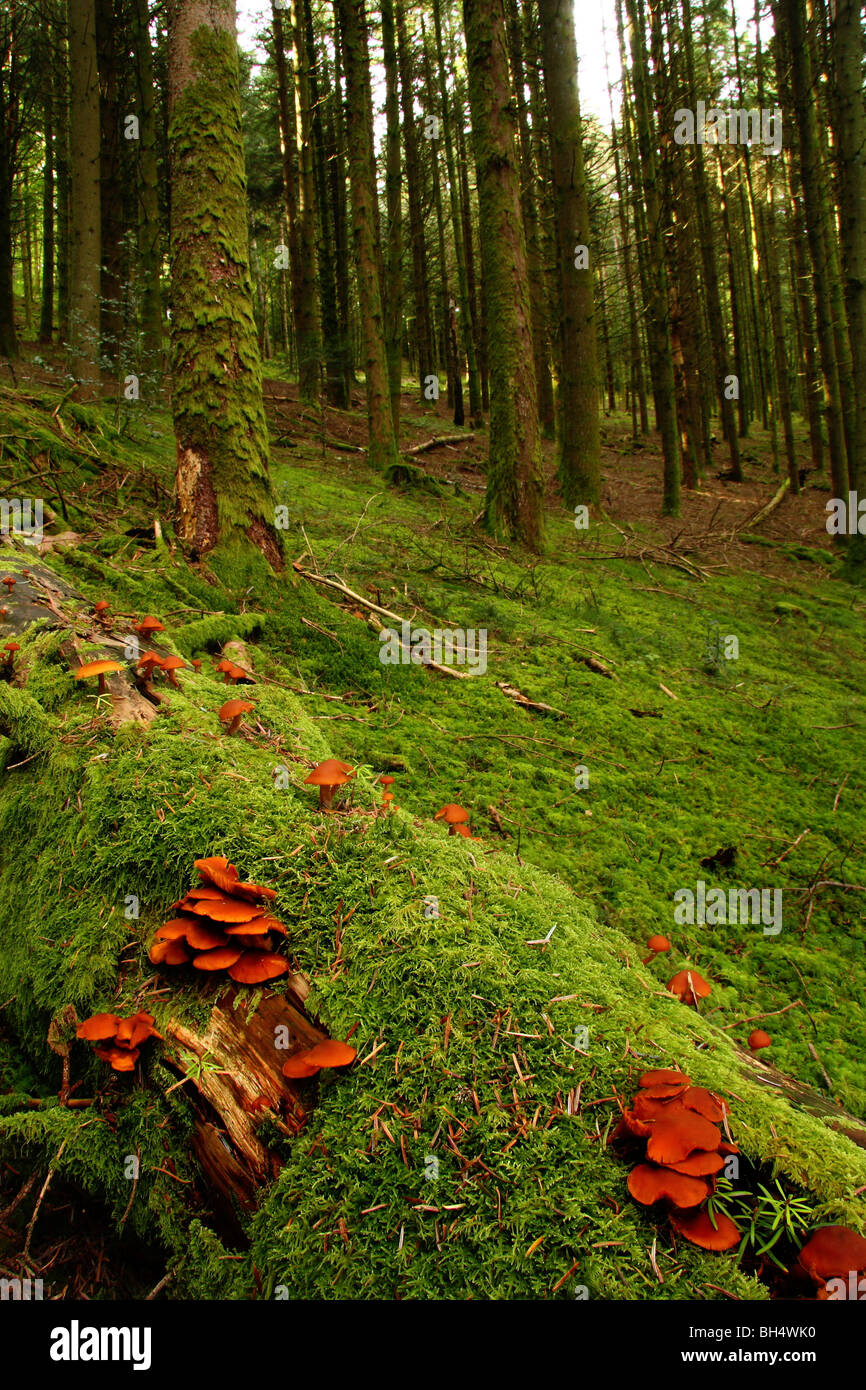 Plusieurs grappes de Galerina mutabilis champignons sur un arbre tombé dans la forêt moussue. Banque D'Images