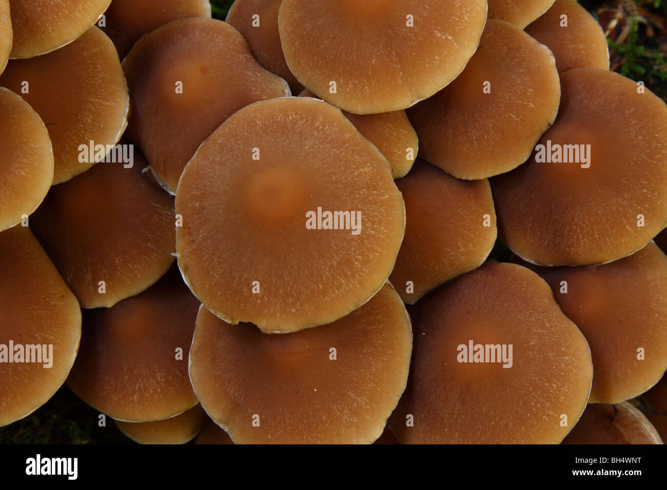 Vue de dessus d'une touffe de Hypholoma capnoides champignons poussant sur une vieille souche de pin qui pourrissent dans les bois. Banque D'Images