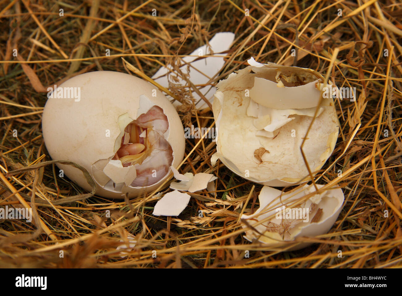 Oeuf de poule commencent tout juste à éclore sur un nid de paille. Banque D'Images