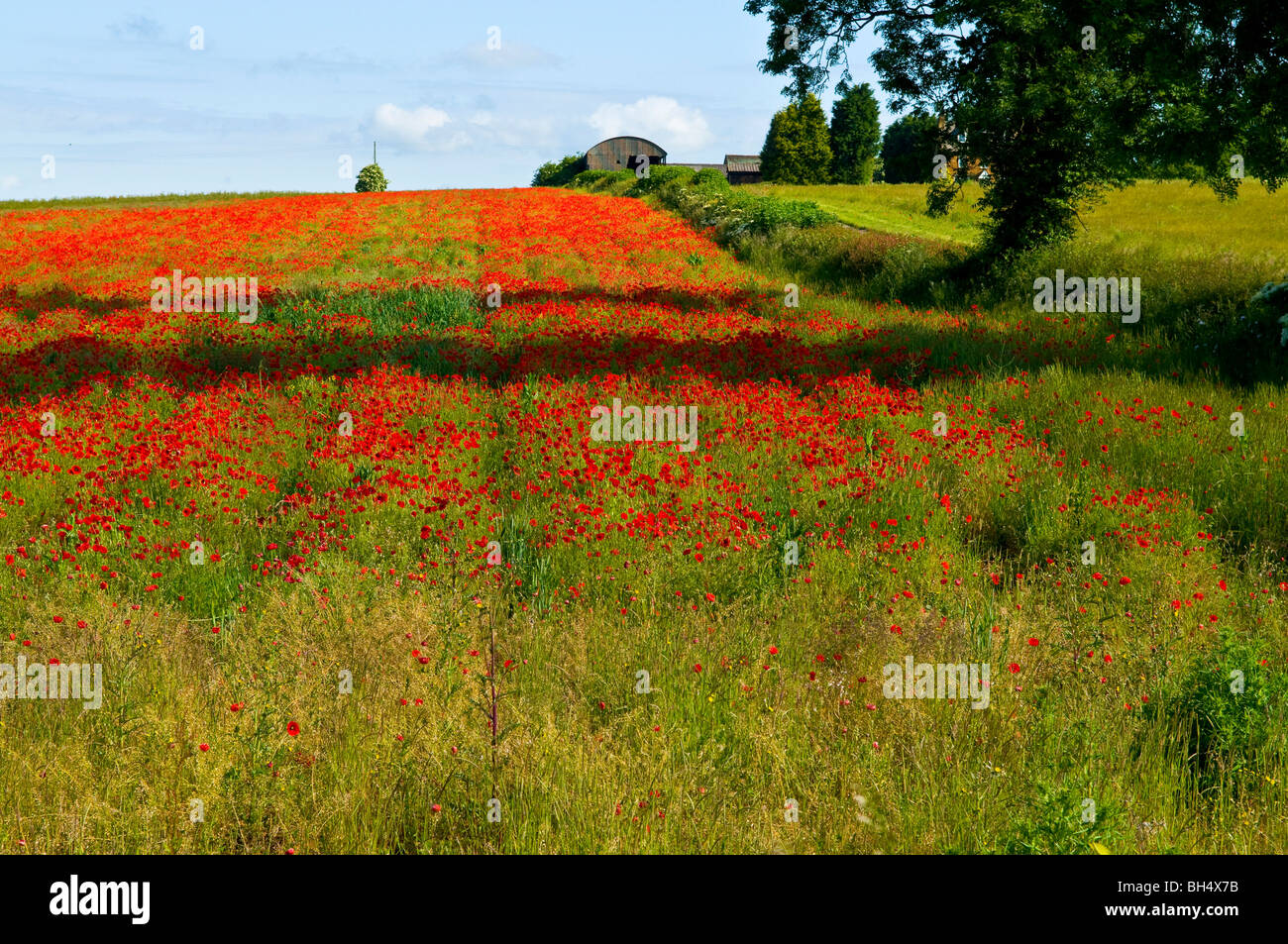 Domaine de coquelicots rouges dans le Northamptonshire. Banque D'Images