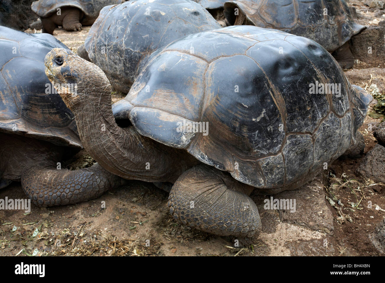 Les tortues géantes des Galapagos (Geochelone spp.) au Centre de recherche Charles Darwin, Puerto Ayora, l'île de Santa Cruz. Banque D'Images