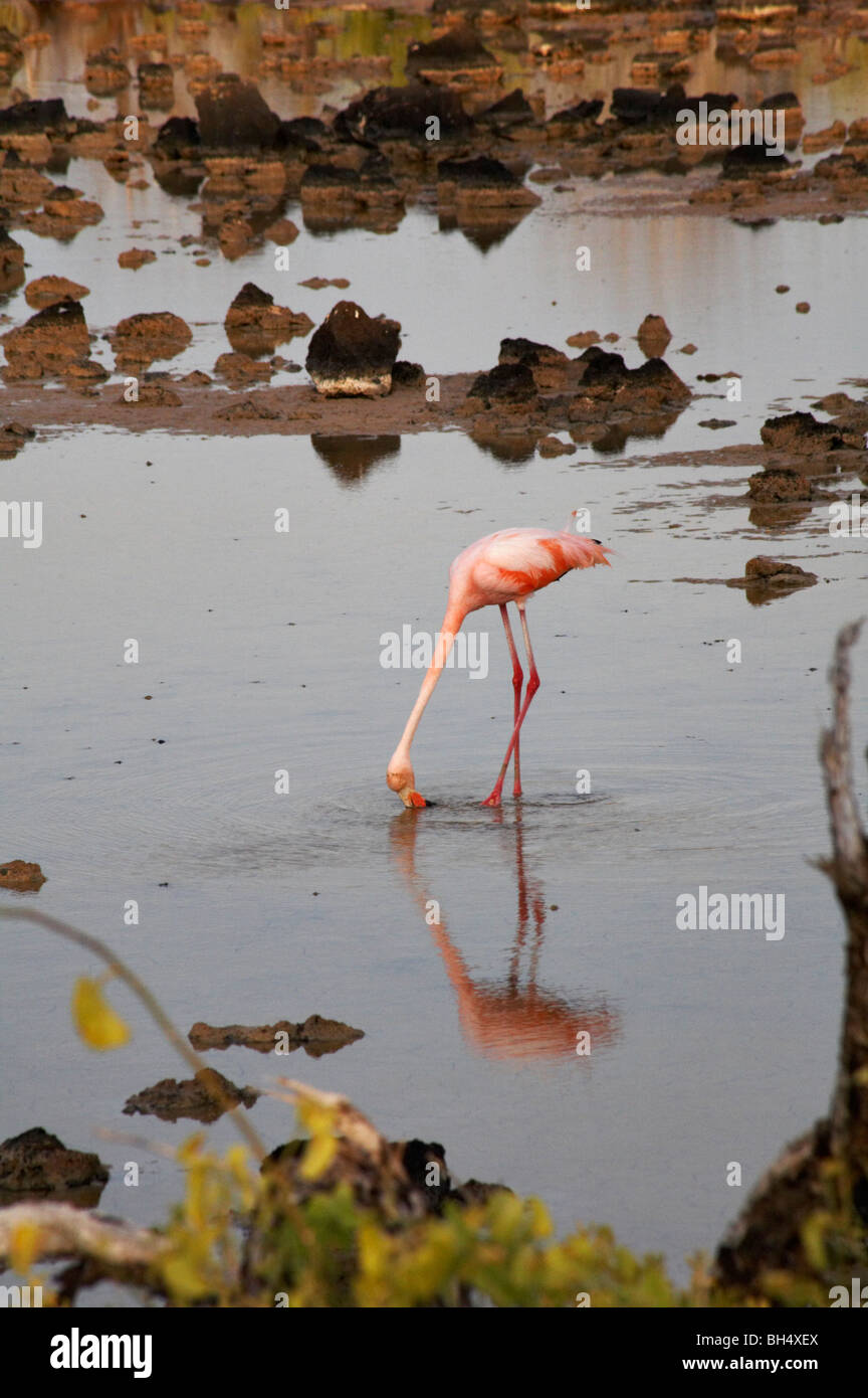 Flamant rose (Phoenicopterus ruber) boire d'une lagune à Dragon Hill, l'île de Santa Cruz. Banque D'Images