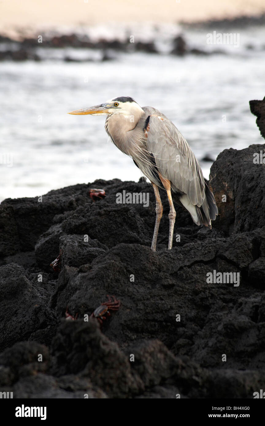 Grand héron (Ardea herodias) debout sur des pierres sur la Colline du Dragon, l'île de Santa Cruz. Banque D'Images