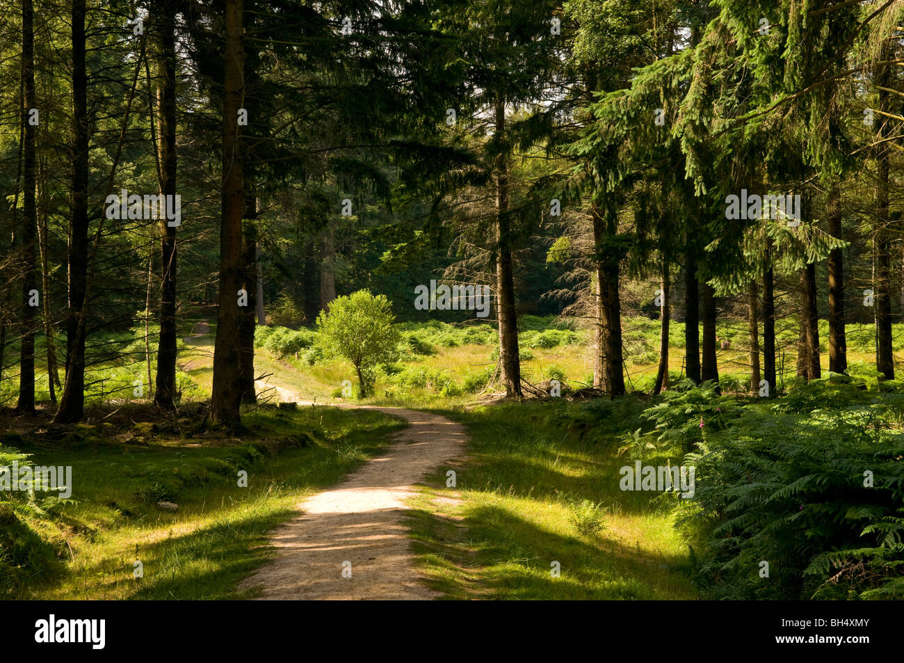 Chemin dans les bois de New Forest. Banque D'Images