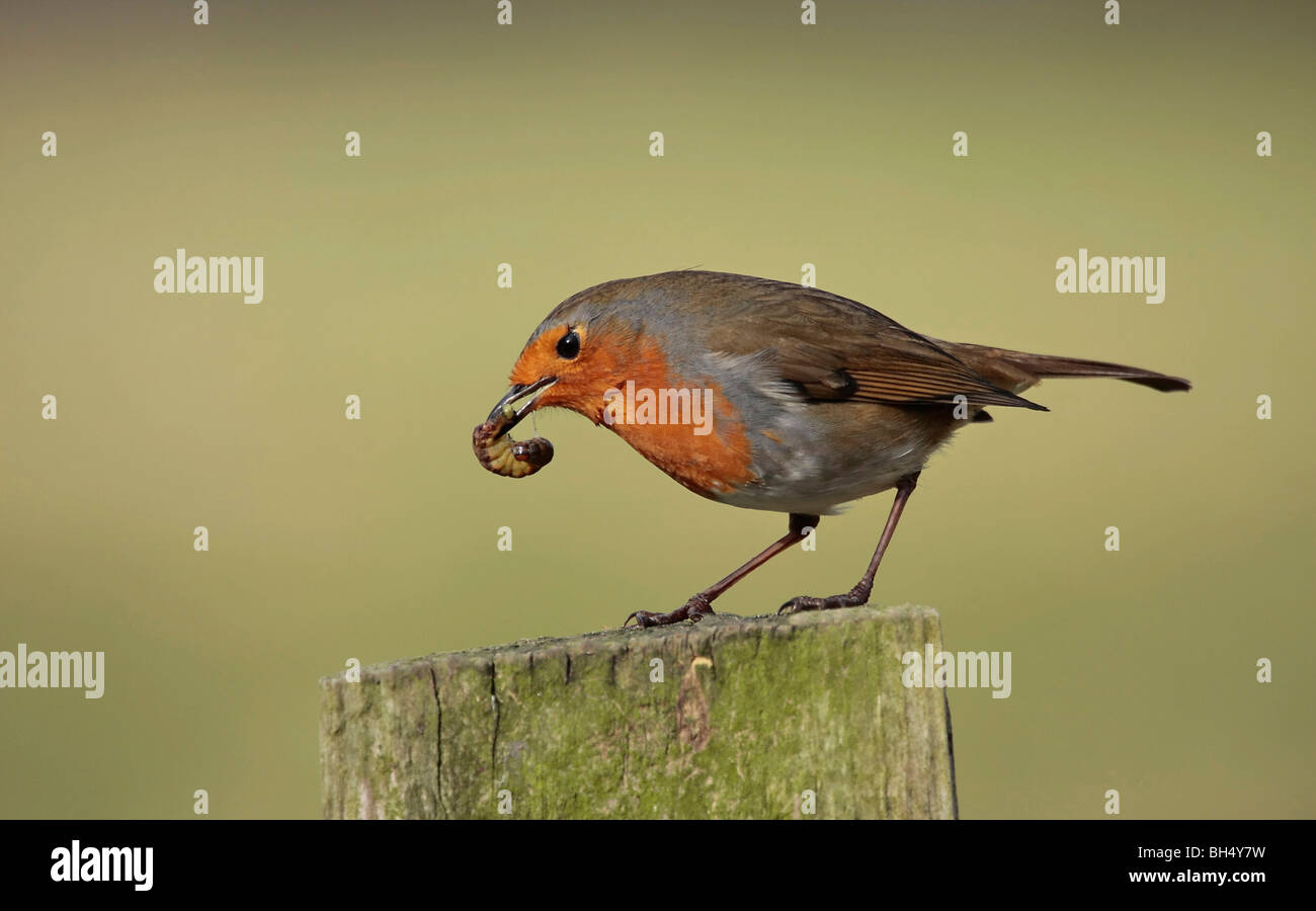 Robin redbreast (Erithacus rubecula aux abords) avec ver. Banque D'Images Robin redbreast (Erithacus rubecula aux abords) avec ver. Banque D'Images
