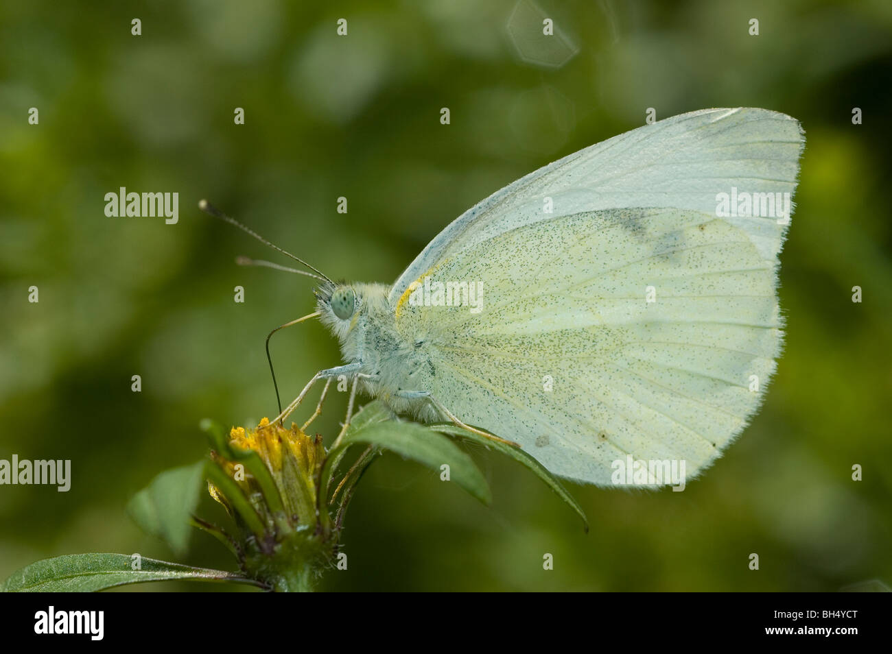 Petit papillon blanc (Pieris rapae) boire un nectar de Devil's bident (Bidens frondosa) Banque D'Images