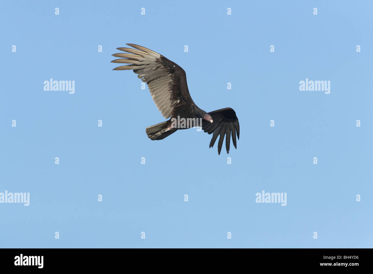 Urubu à tête rouge (Cathartes aura) en vol au milieu de la Floride. Banque D'Images