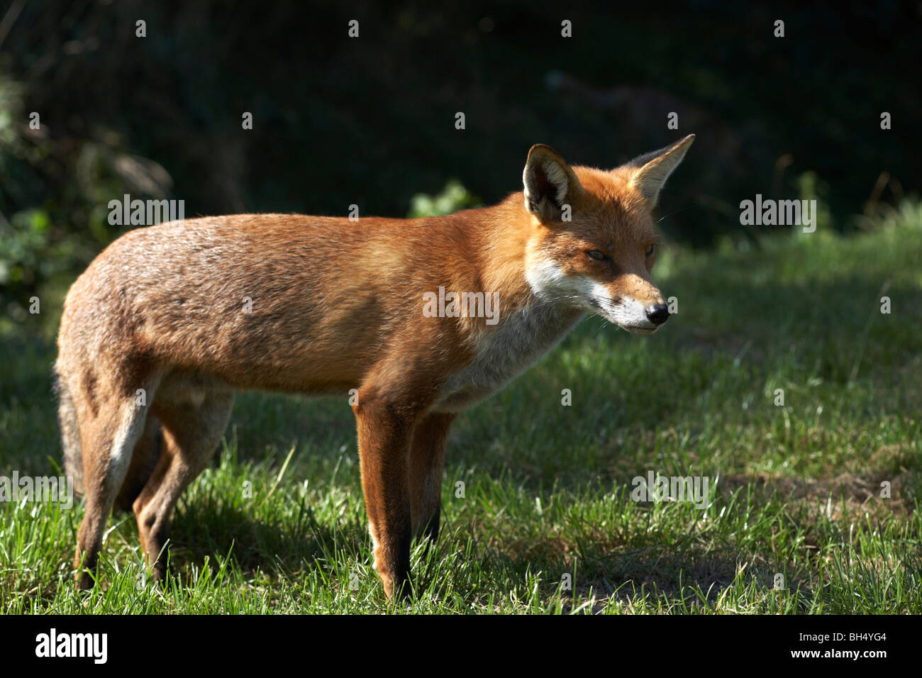 Regard Le Roux Renard roux debout Banque de photographies et dâimages Ă haute ...