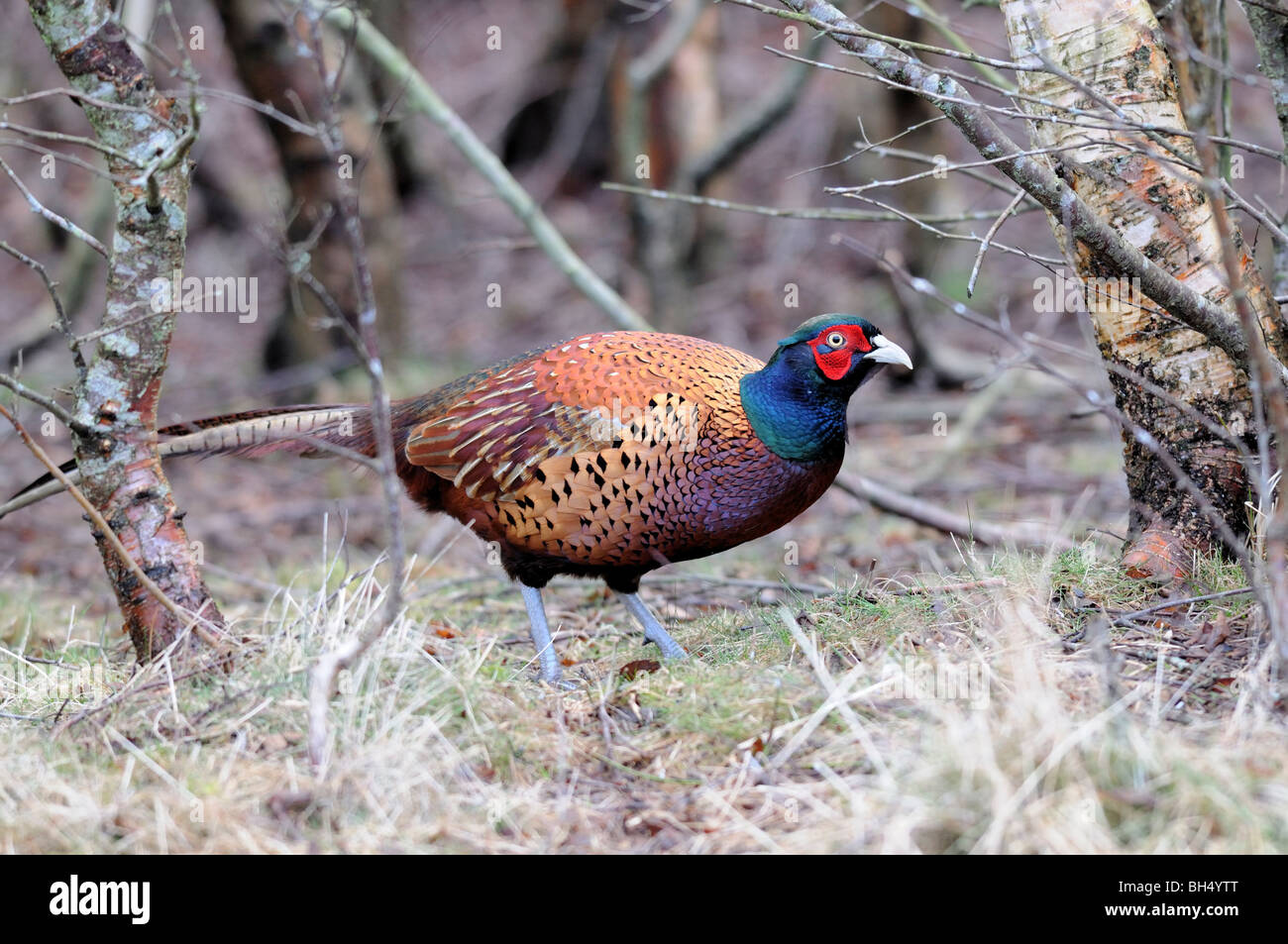 Faisan de Colchide Phasianus colchicus (mâle) à la recherche de nourriture au début du printemps chez les bouleaux (Betula pubescens). Banque D'Images