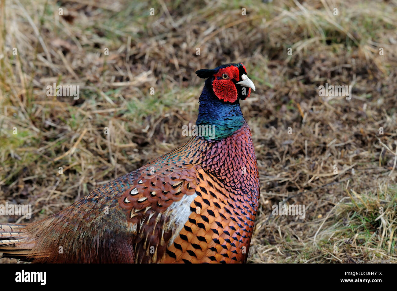 Close-up de faisan Colchide Phasianus (mâle) montrant les caroncules rouges autour des yeux. Banque D'Images