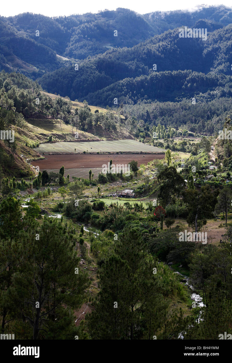 Région agricole, Constanza, République Dominicaine Banque D'Images