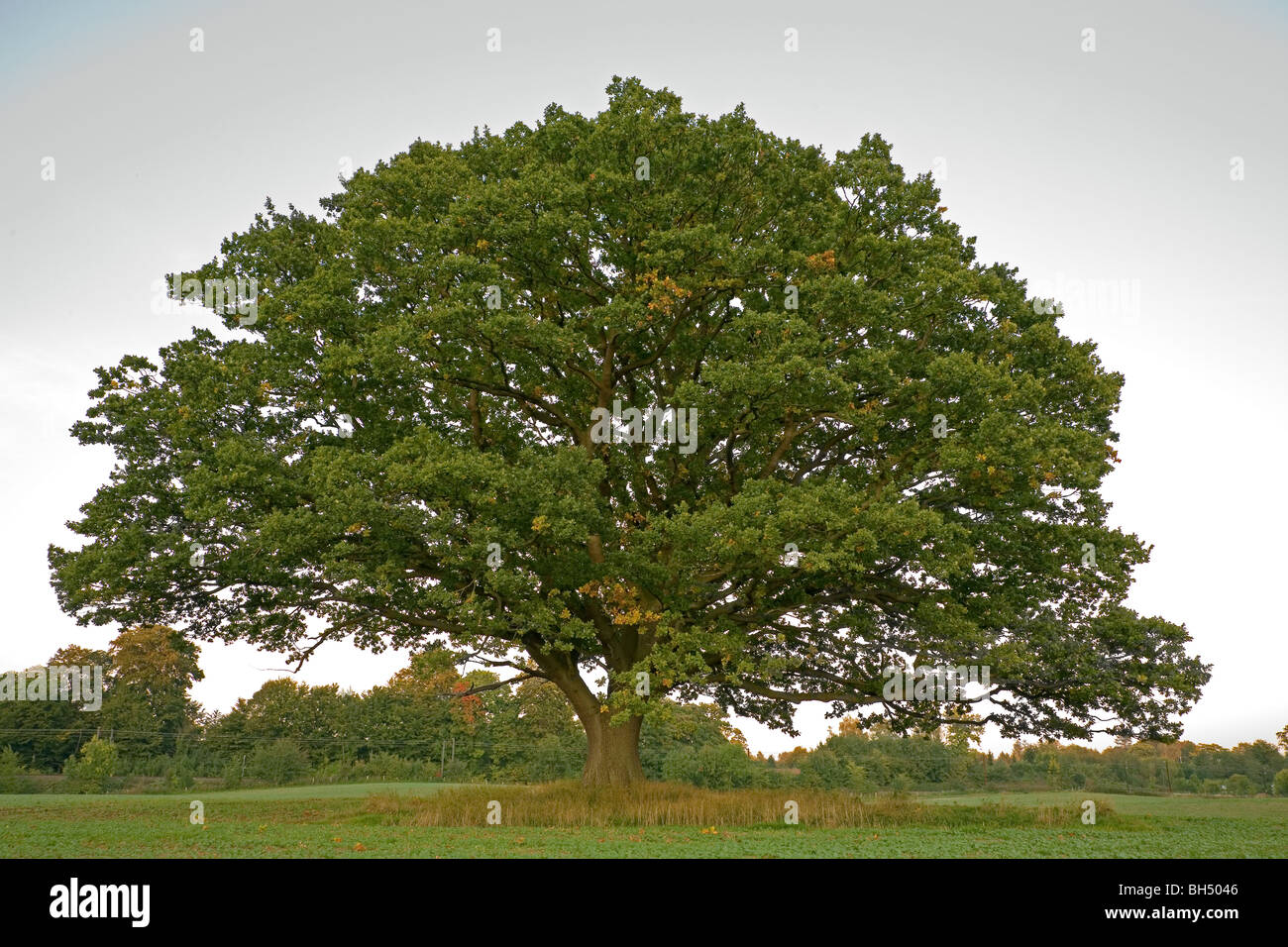 Grand, vieux chêne, chêne commun, chêne anglais, Quercus robur, toujours avec des feuilles vertes à l'automne dans un champ de cultures d'hiver. Banque D'Images